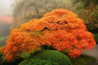 plants for a japanese style garden maple trees most beautiful japanese gardens
