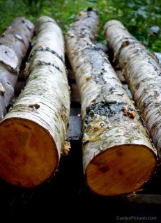 shiitake birch logs