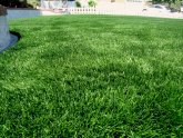 Natural looking Artificial Grass